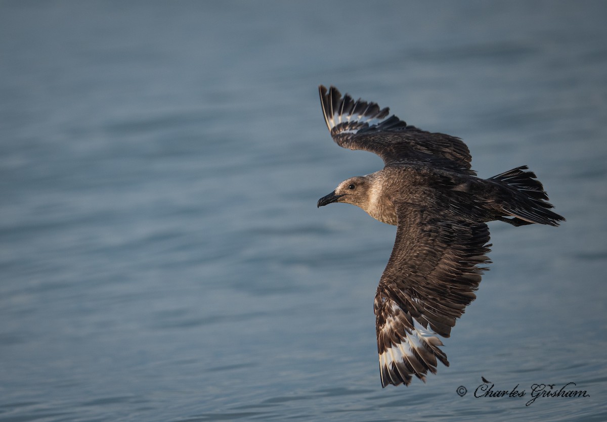 South Polar Skua - ML254694001