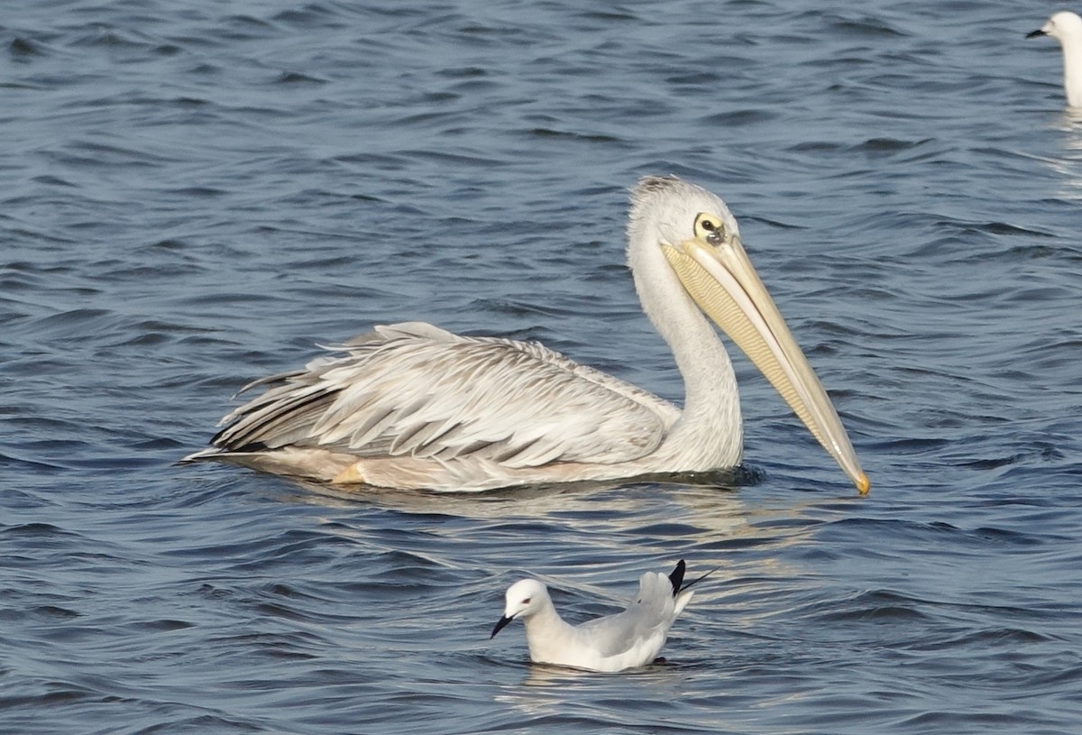 Pink-backed Pelican - ML254697031