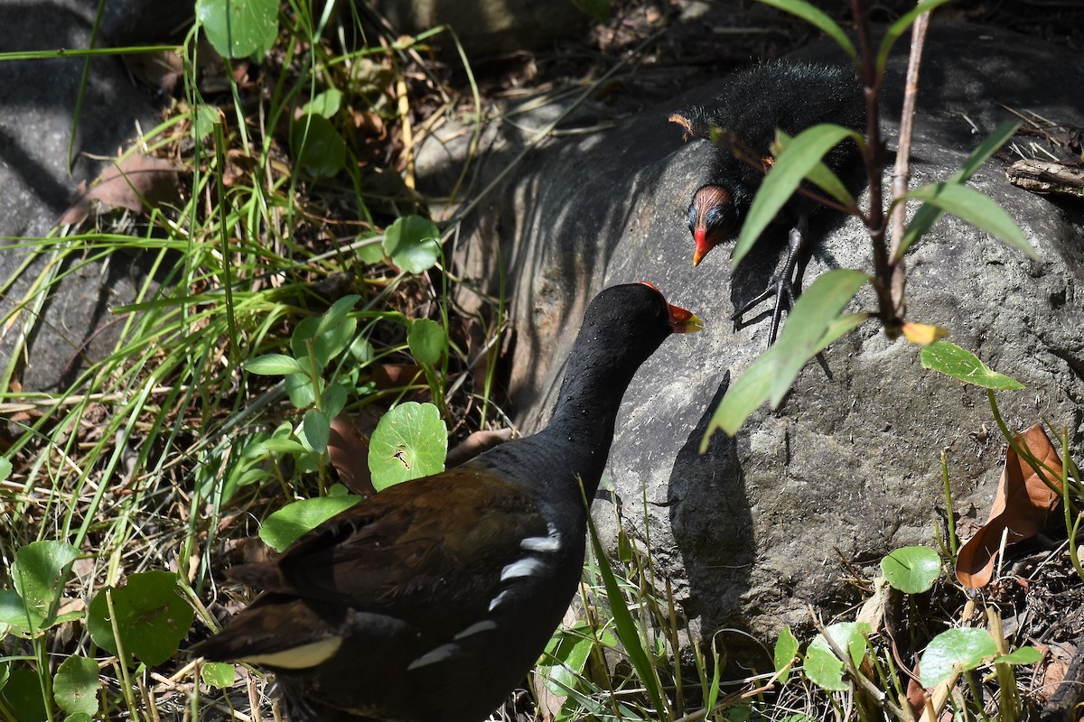 Eurasian Moorhen - Kun-Hui  Lin