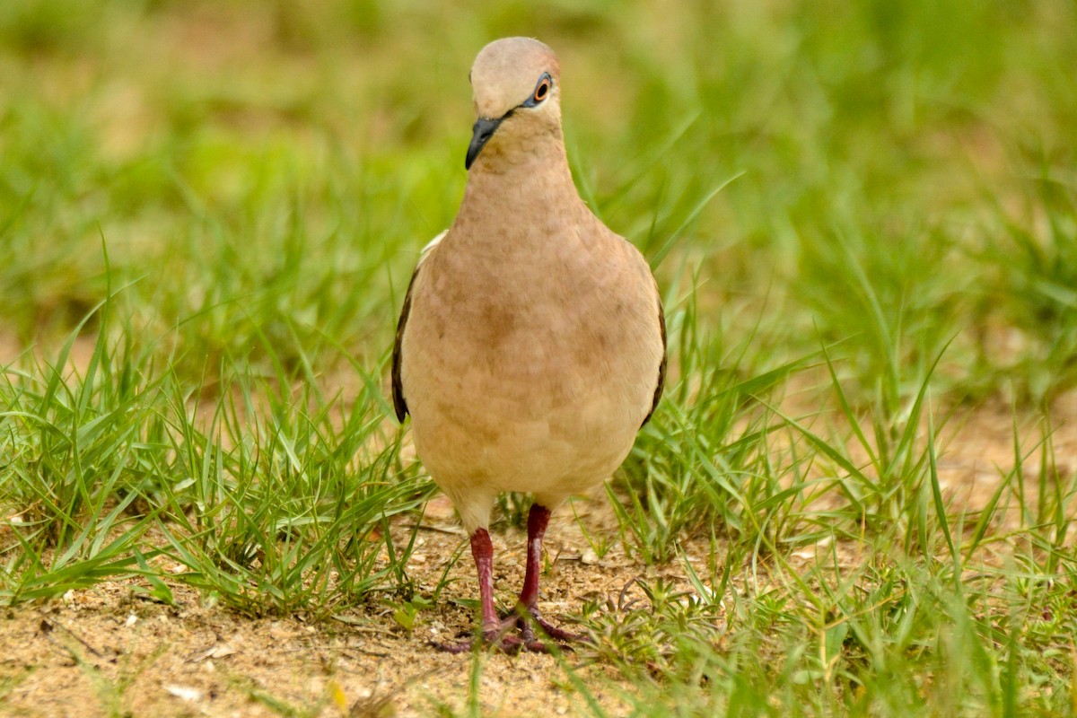 White-tipped Dove - ML254698231