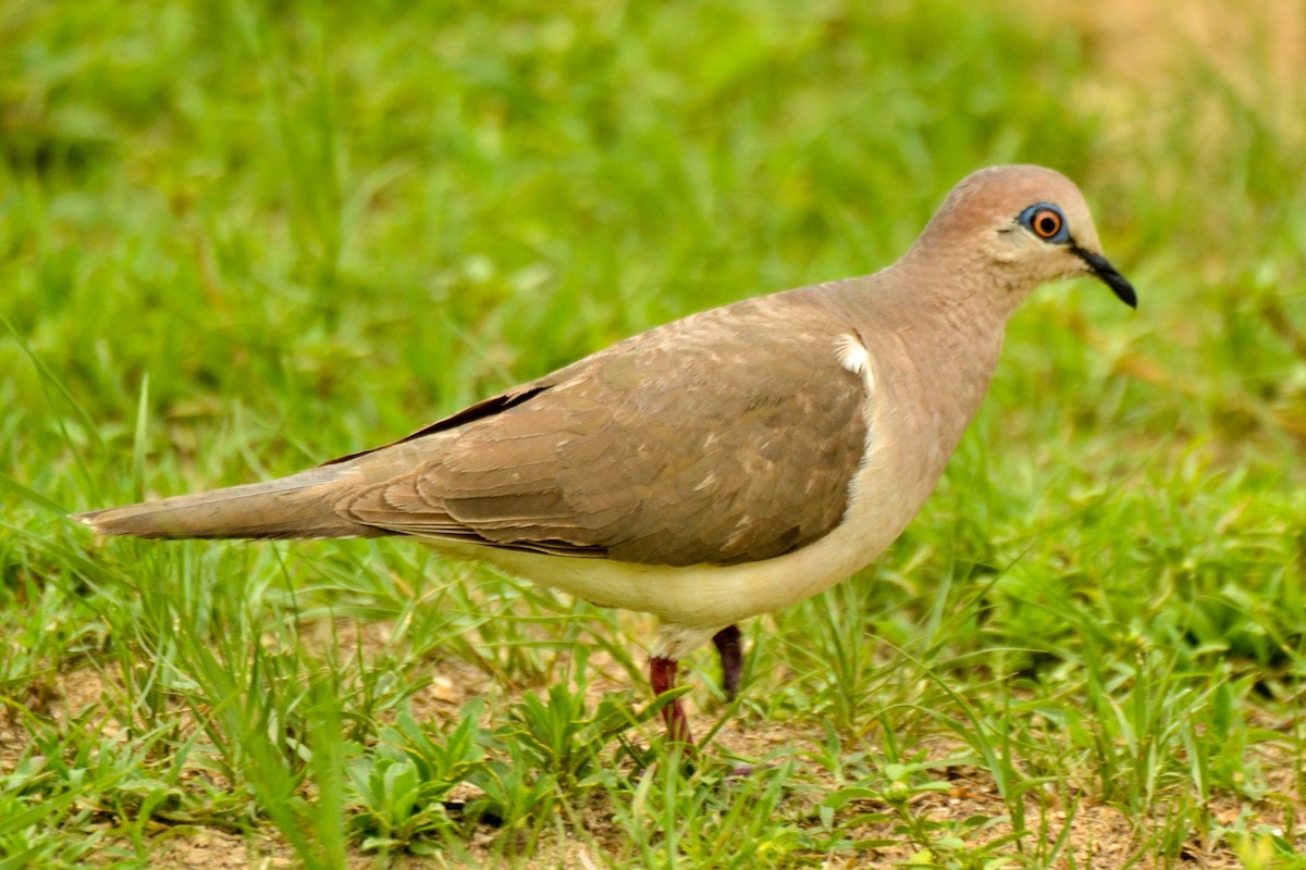 White-tipped Dove - ML254698461