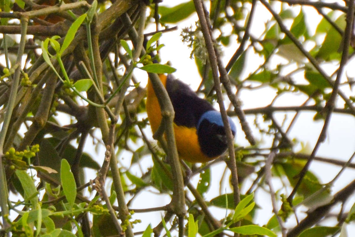 Golden-rumped Euphonia - Alison Bentley