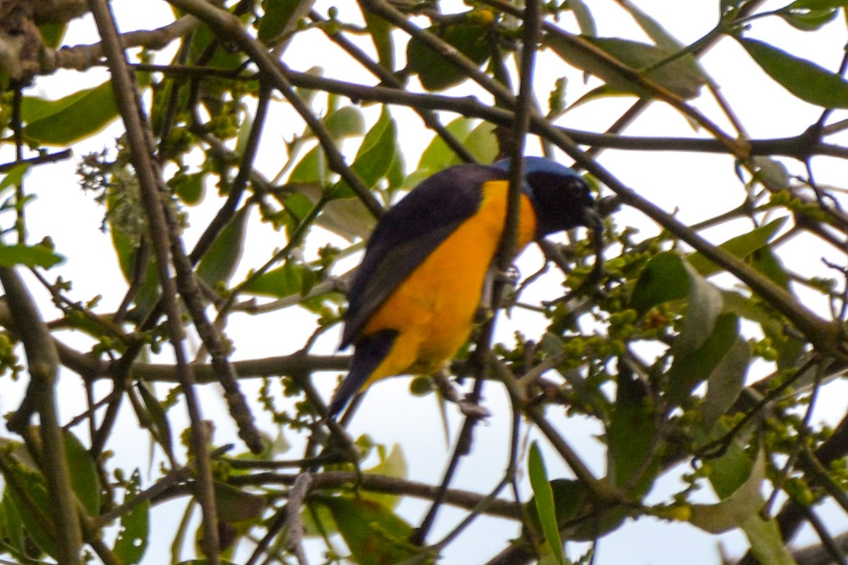 Golden-rumped Euphonia - ML254698771