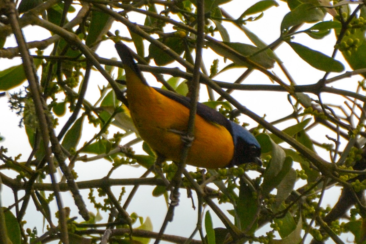 Golden-rumped Euphonia - ML254698801