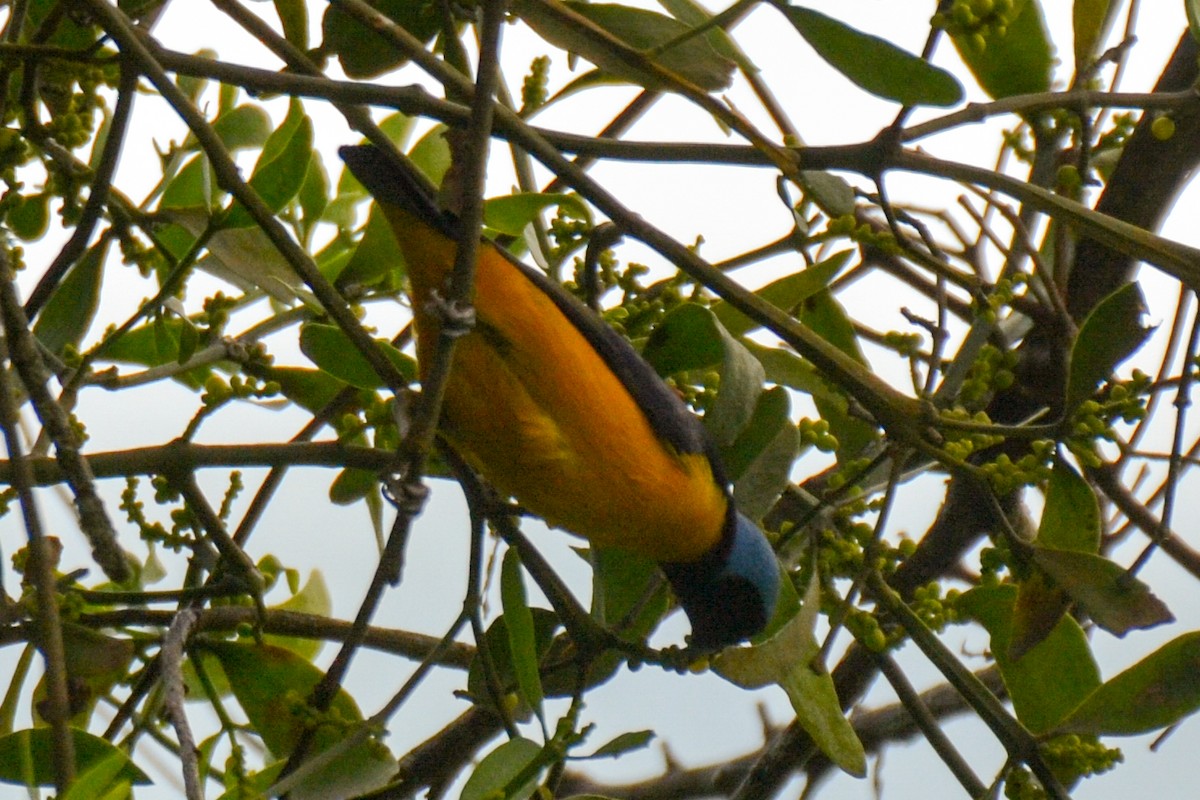 Golden-rumped Euphonia - ML254698821