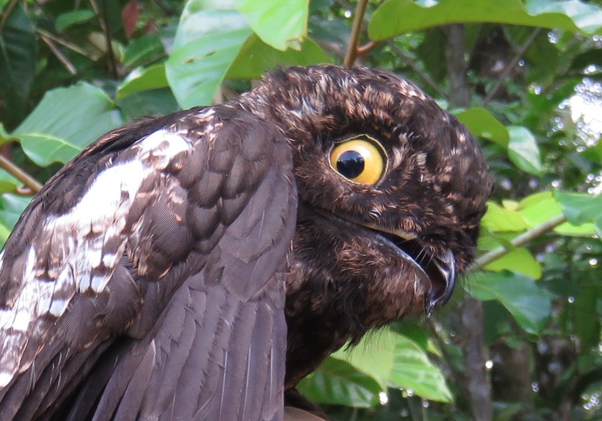 White-winged Potoo - sylvain Uriot