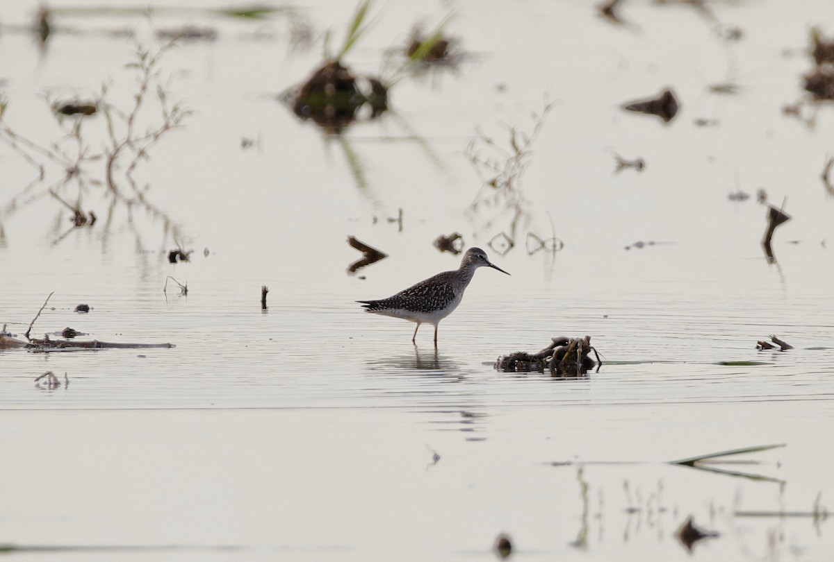 Lesser Yellowlegs - ML254700201