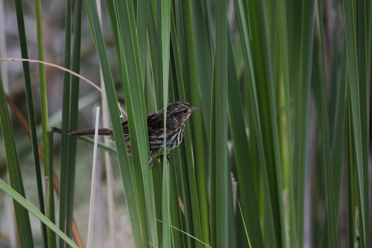 Song Sparrow - ML254700401