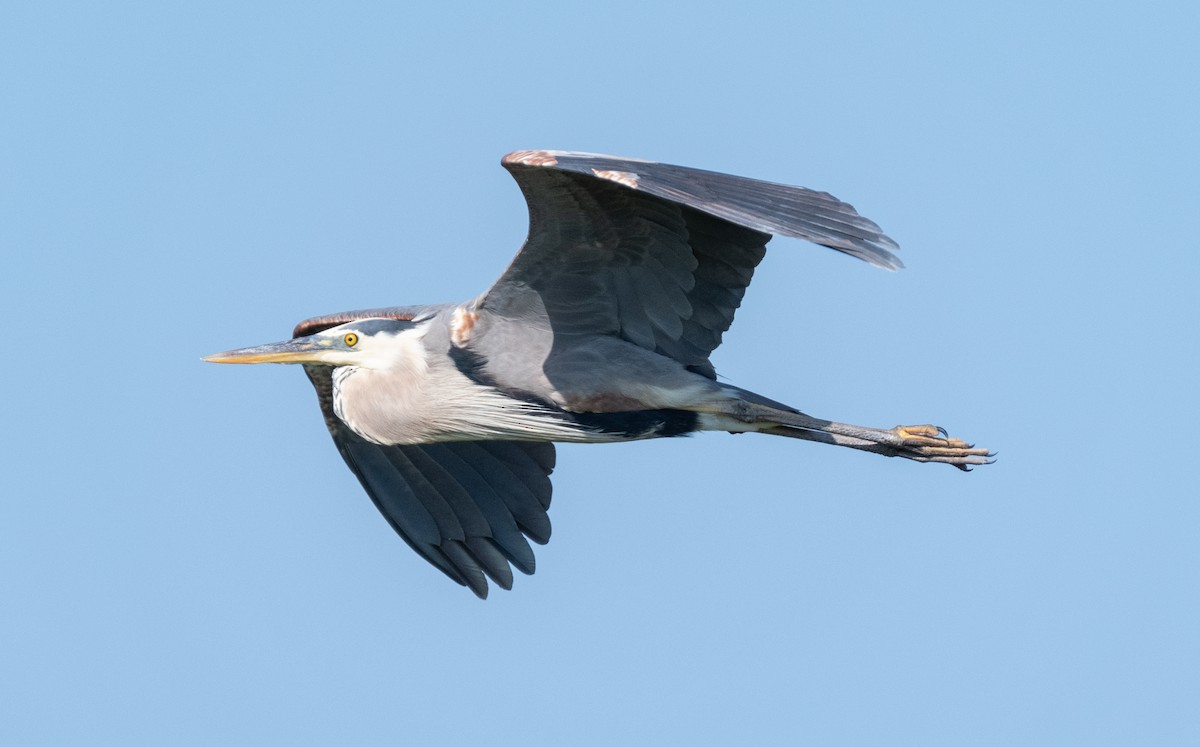 Great Blue Heron - Andra Florea