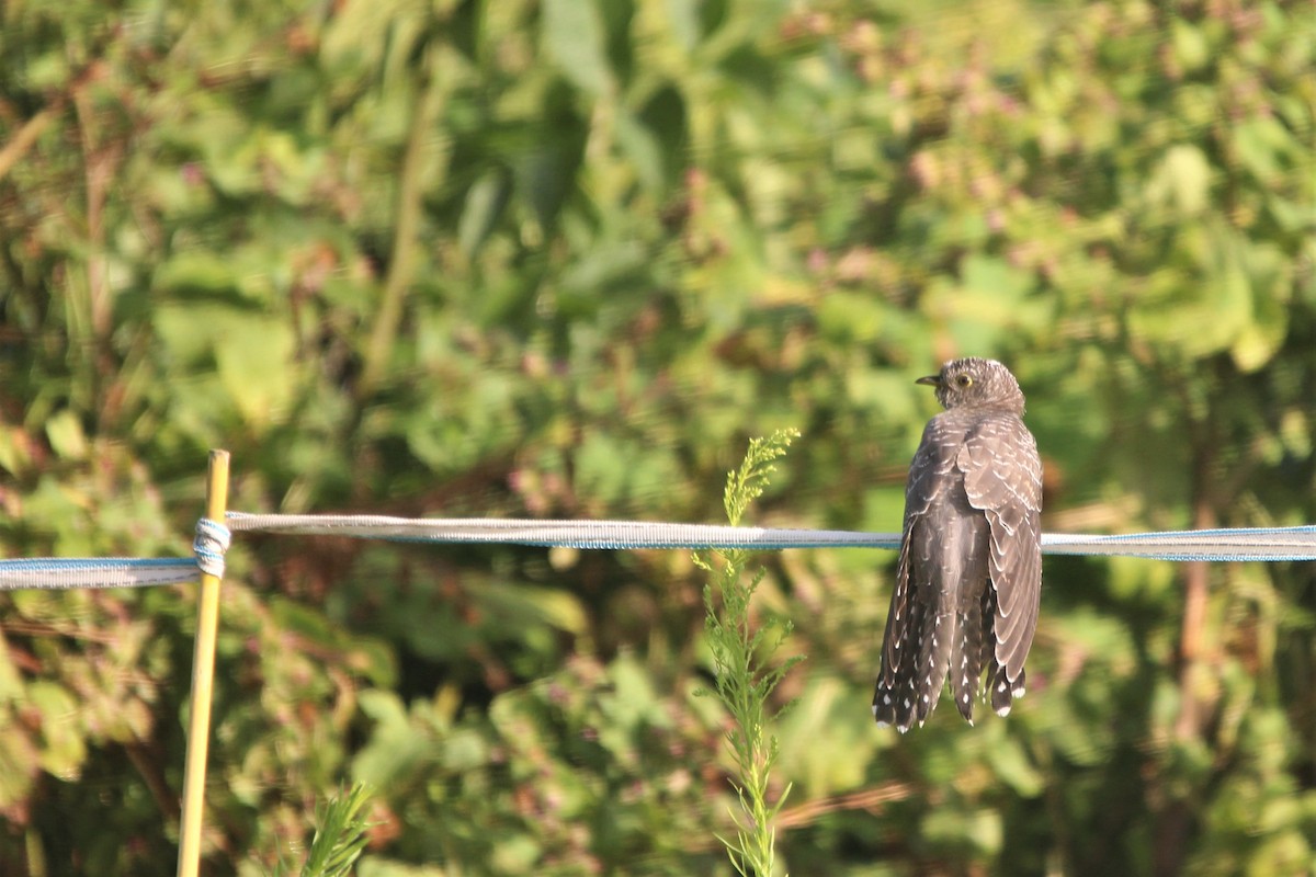 Common Cuckoo - Quim Minoves