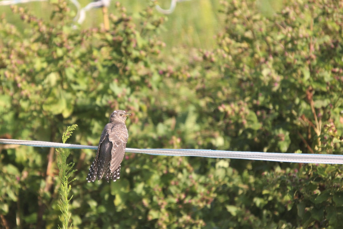 Common Cuckoo - ML254703251