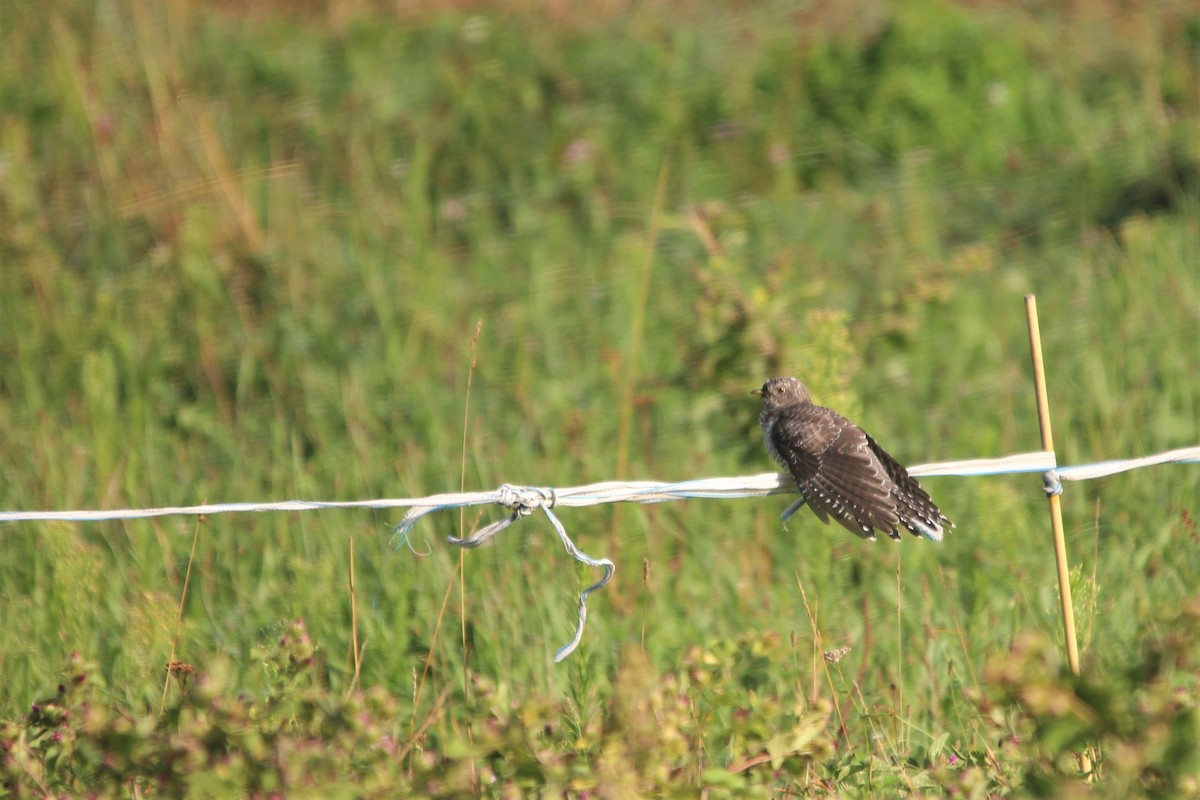 Common Cuckoo - ML254703291