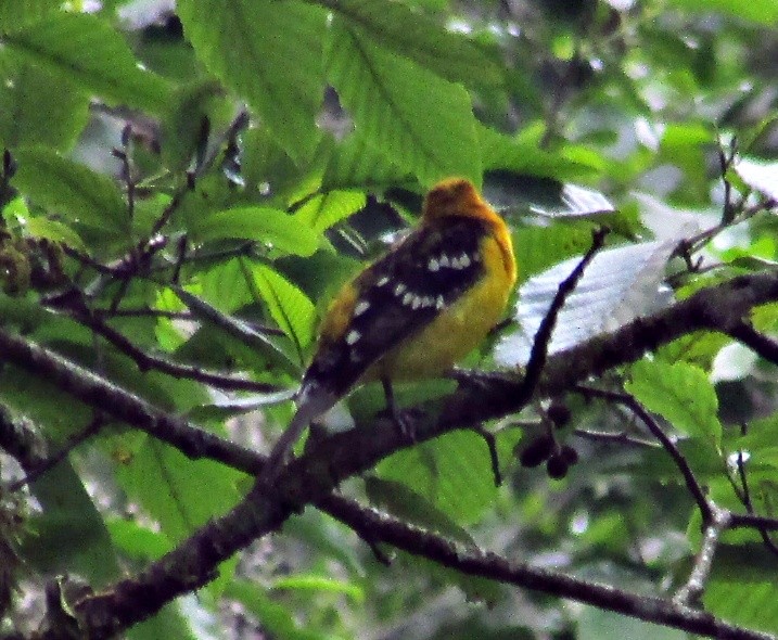 Yellow Grosbeak - ML25470441