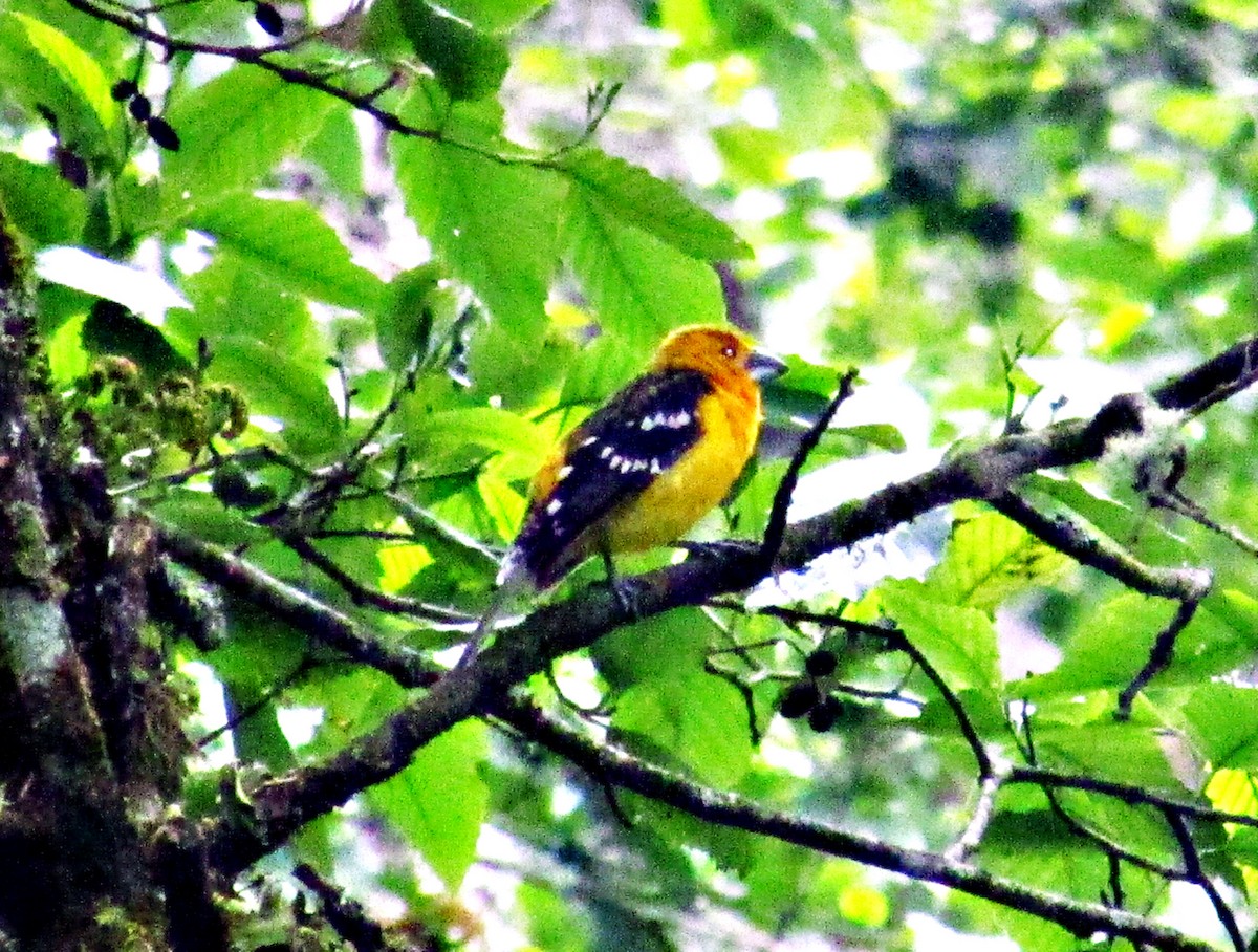 Yellow Grosbeak - ML25470471