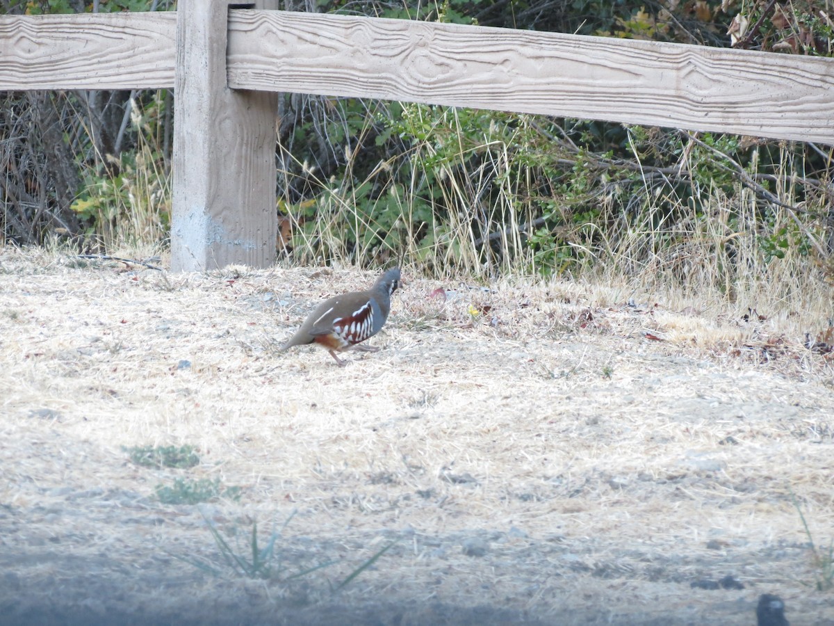 Mountain Quail - Carl Engstrom