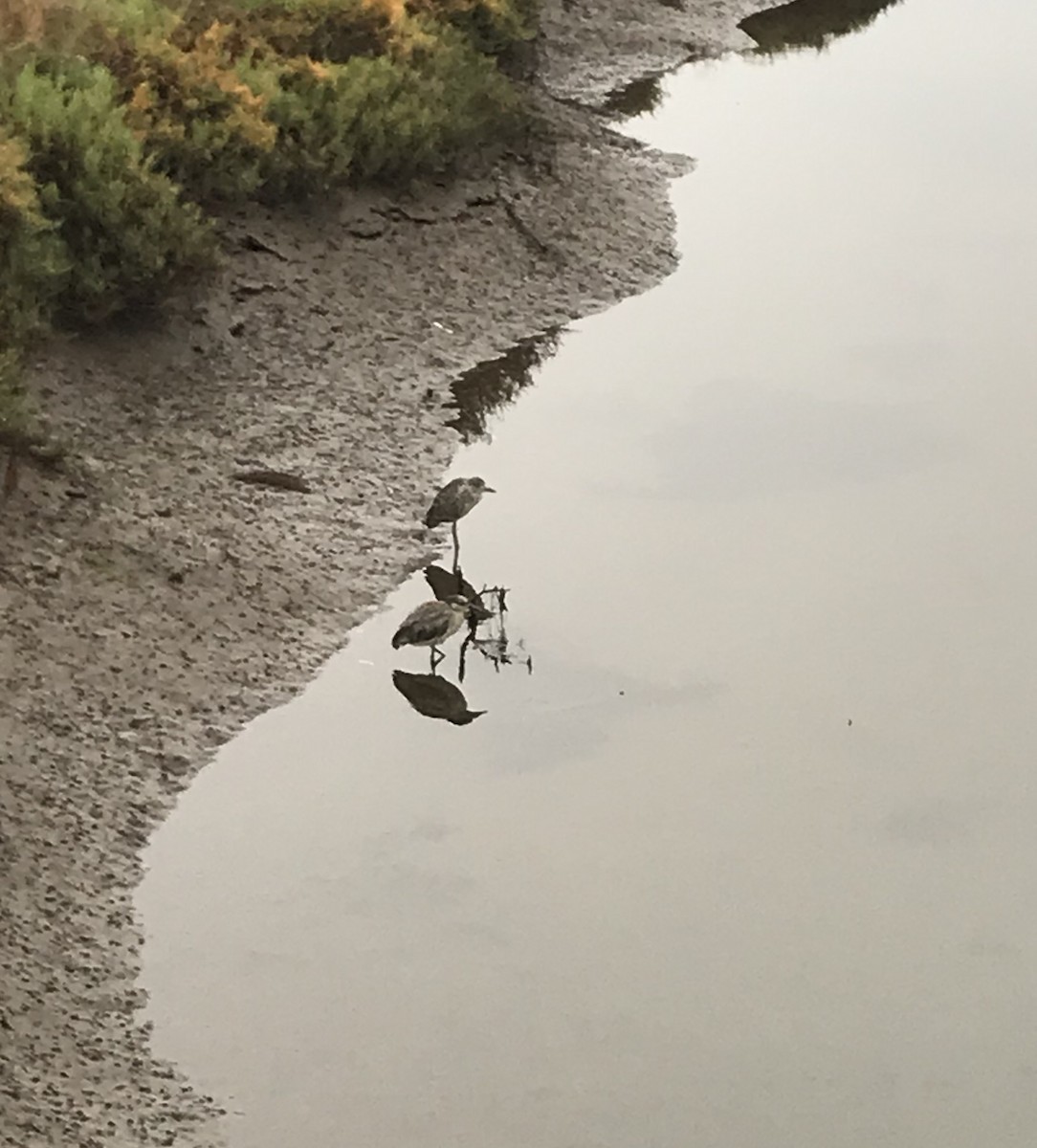 Yellow-crowned Night Heron - Rob Denholtz