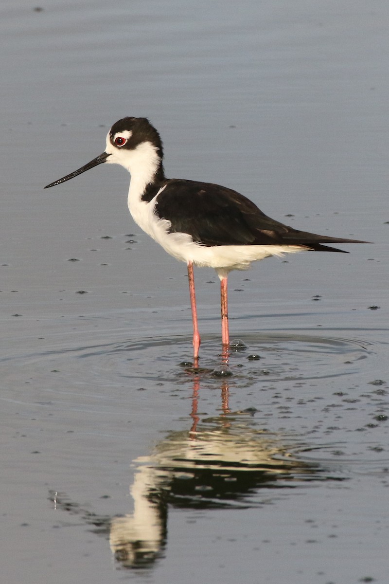 Black-necked Stilt - Don Brode