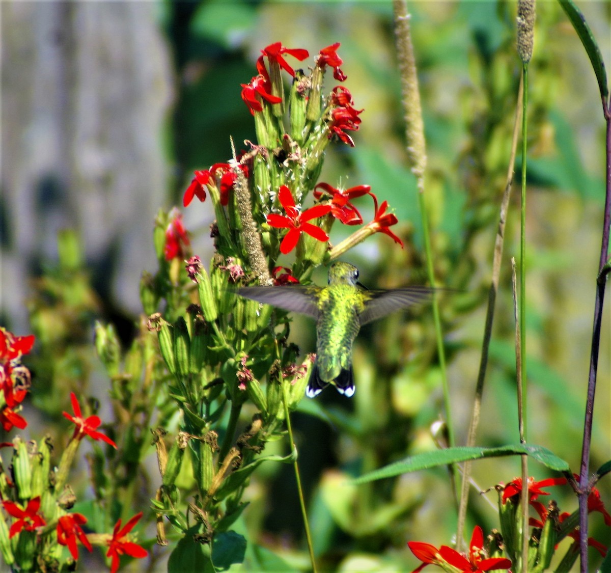 Ruby-throated Hummingbird - George Billman