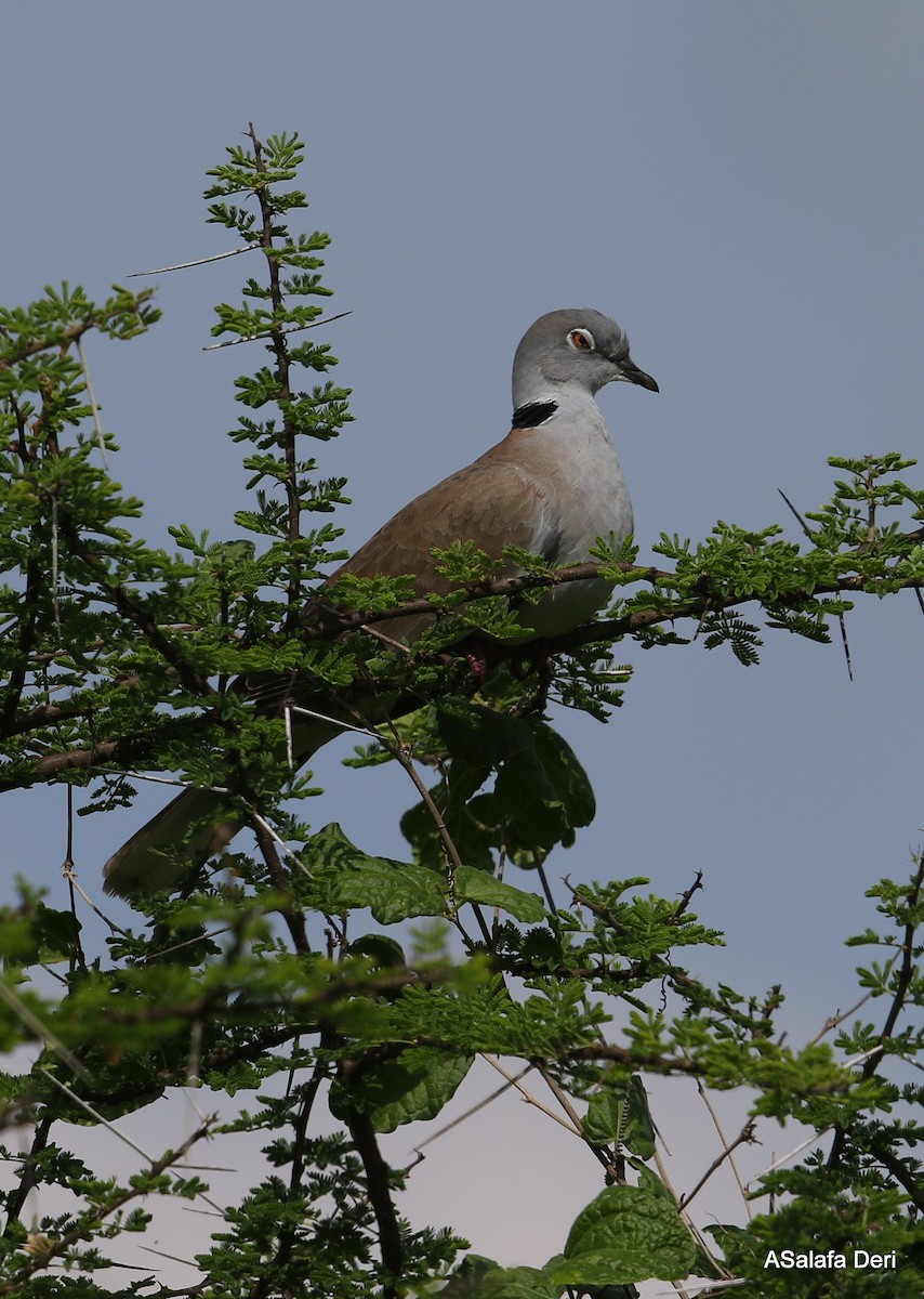 White-winged Collared-Dove - ML254710141