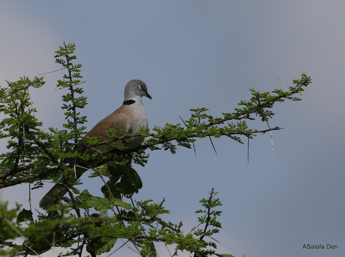 White-winged Collared-Dove - ML254710171