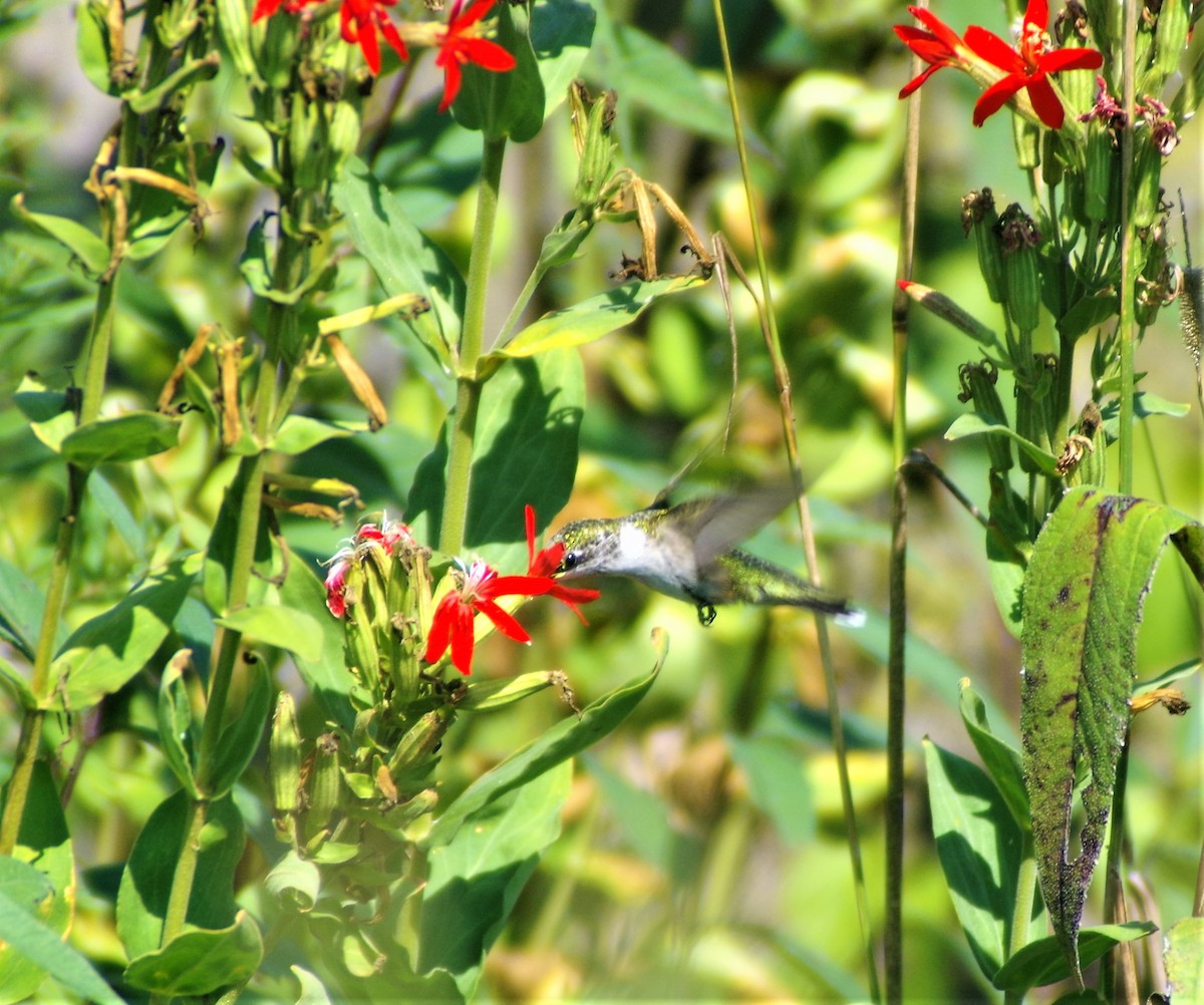 Colibri à gorge rubis - ML254710341