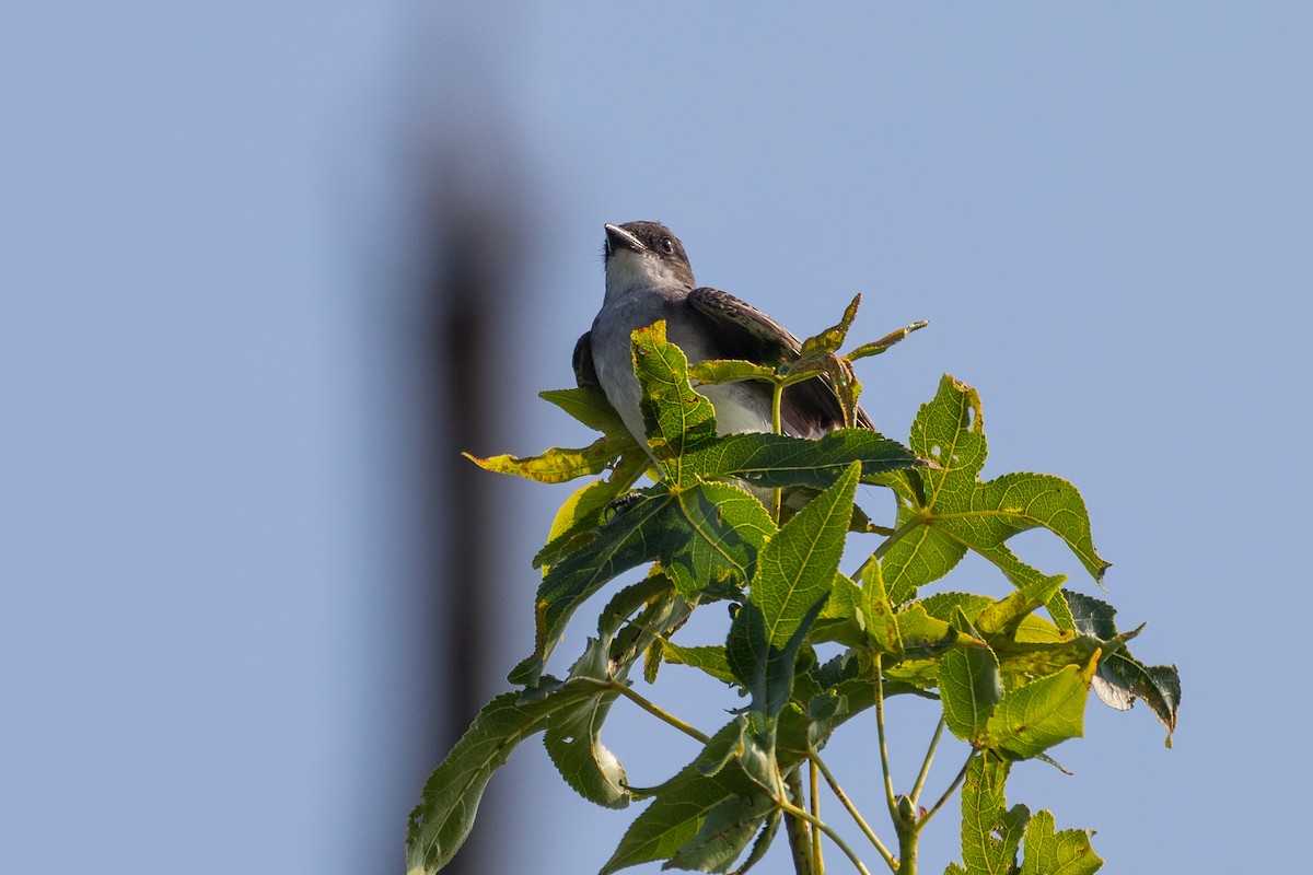 Purple Martin - ML254711331