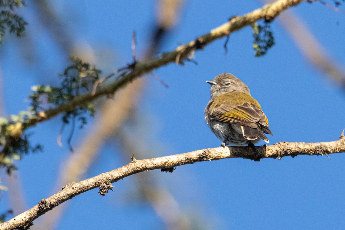 Green-backed Honeyguide - Peter  Steward