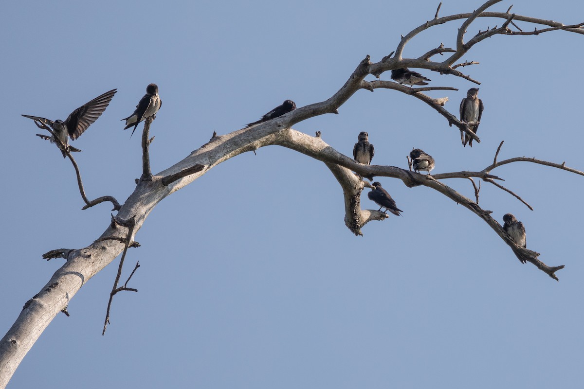 Purple Martin - ML254711611