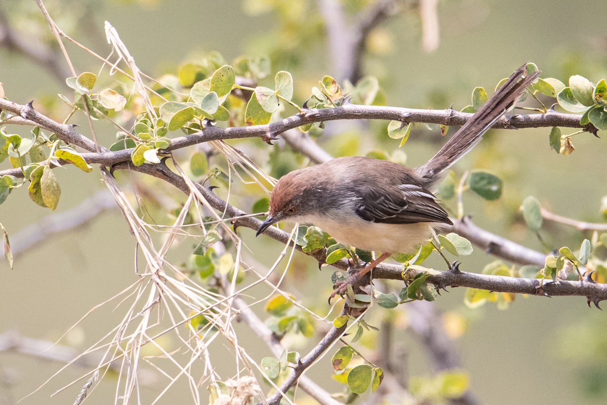 Red-fronted Prinia - ML254713121