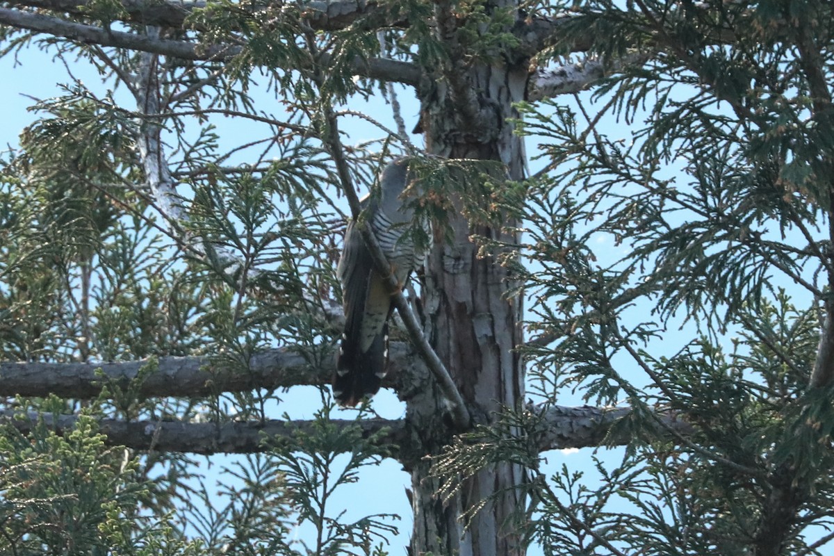 Common Cuckoo - ML254713681