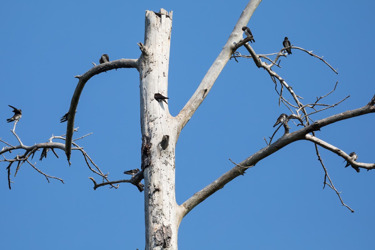 Purple Martin - ML254713691