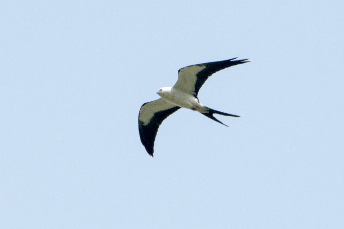 Swallow-tailed Kite - Sue Barth