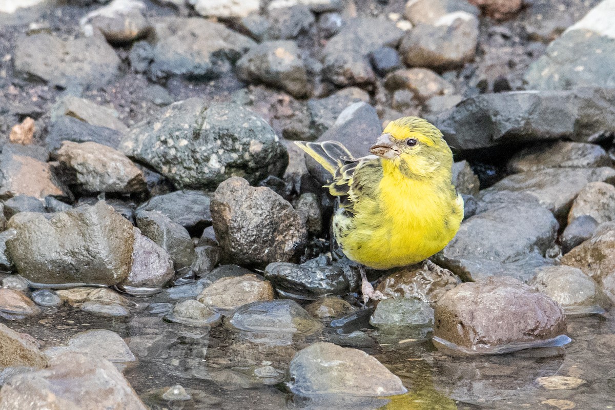 White-bellied Canary - ML254714021