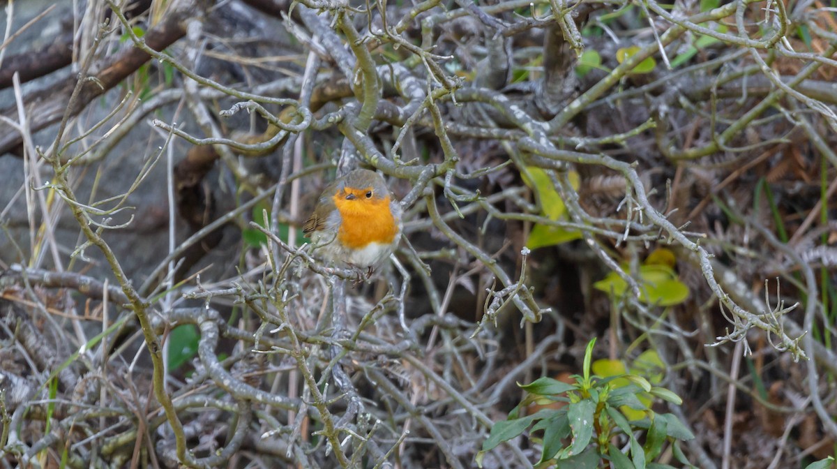 European Robin - Manuel Gomez Carvajal