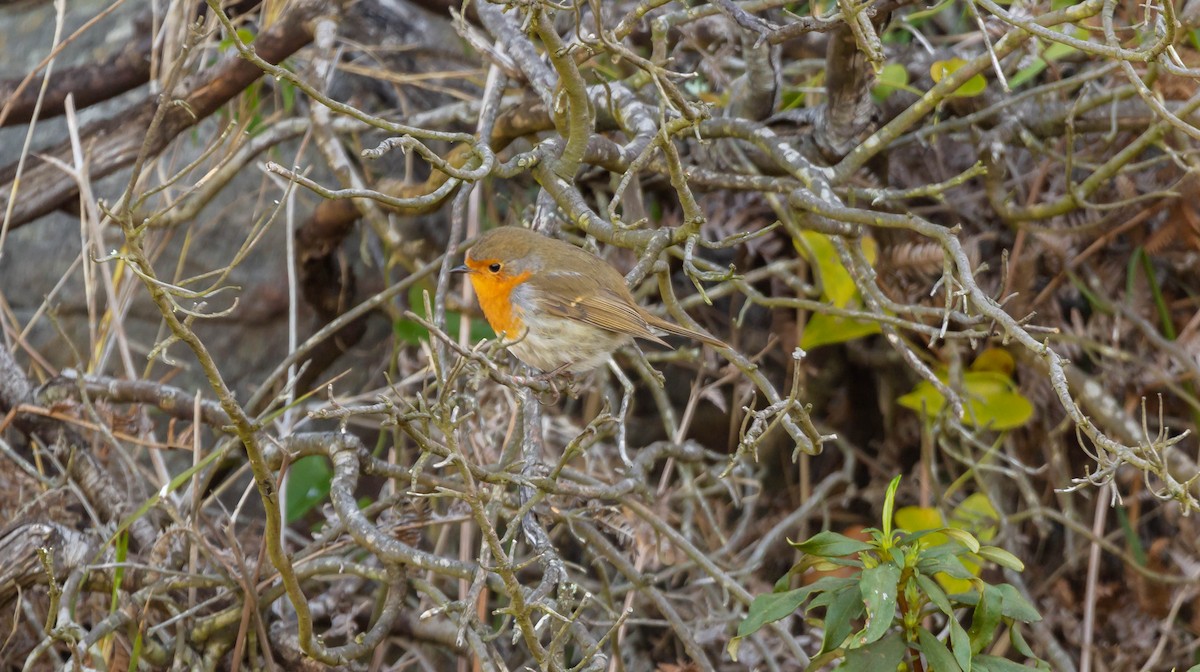 European Robin - ML254714241