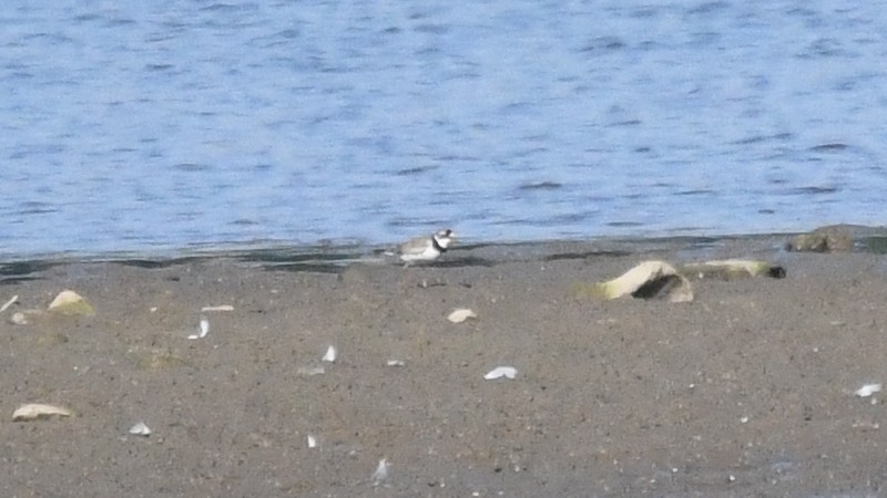 Semipalmated Plover - ML254714991