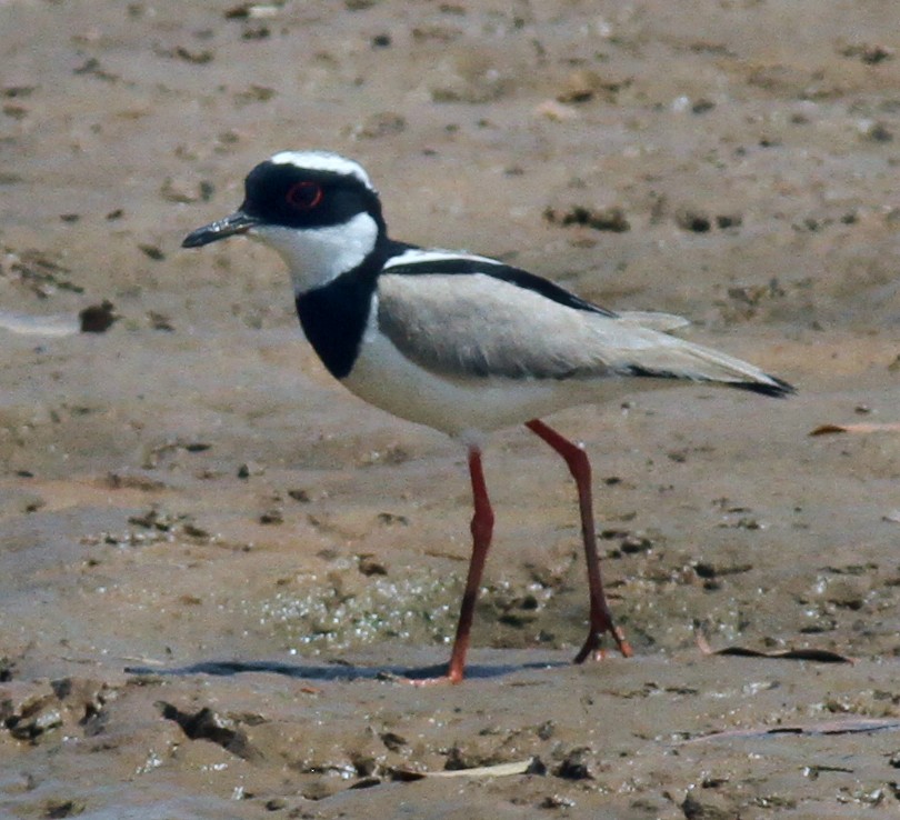 Pied Plover - ML254716001