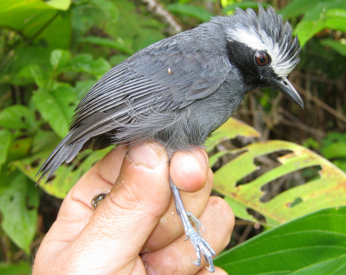 White-browed Antbird - ML254719491