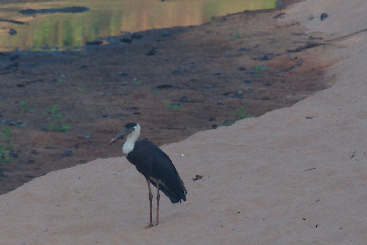 Asian Woolly-necked Stork - ML254719571