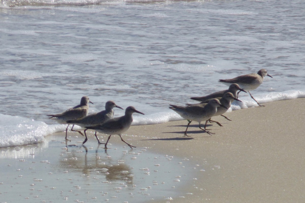 Red Knot - ML254721491