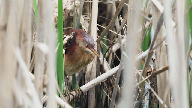 Least Bittern - ML254722701