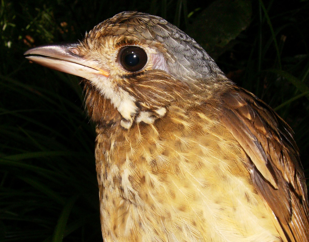 Variegated Antpitta - ML254725831