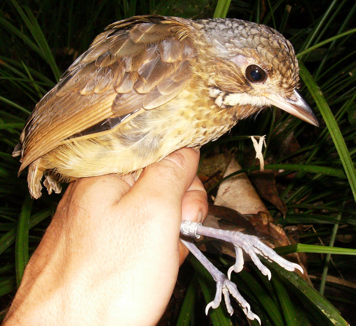 Variegated Antpitta - ML254725841