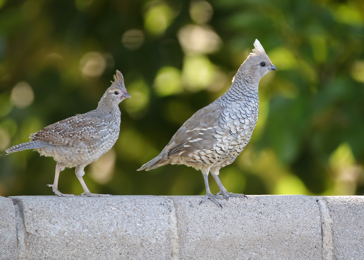 Scaled Quail - ML254726091