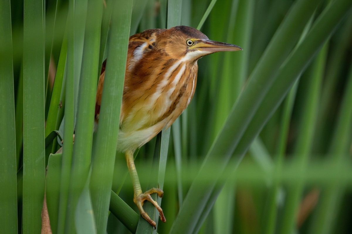 Least Bittern - ML254726151