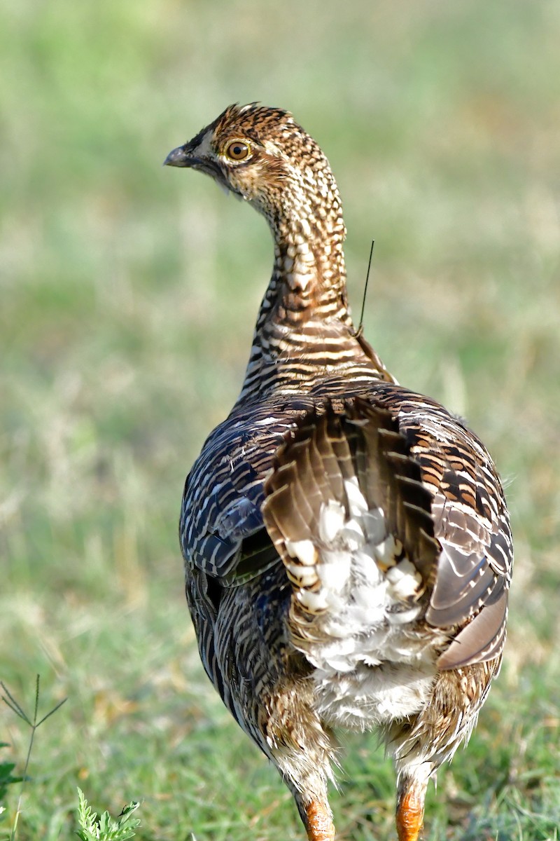 Greater Prairie-Chicken (Attwater's) - ML254727291