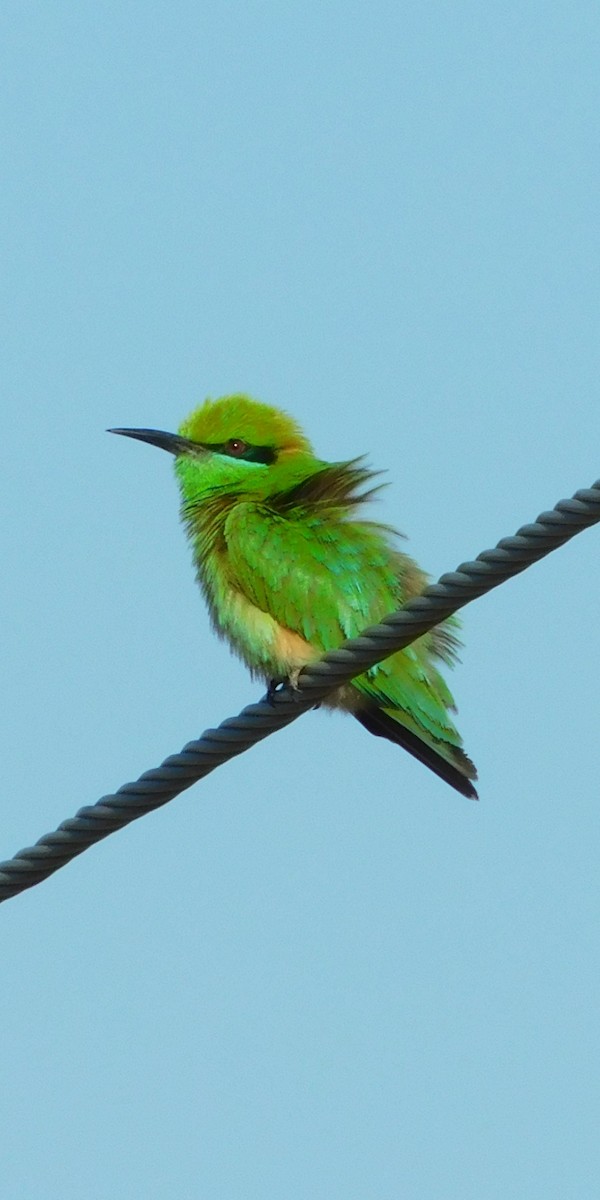 Asian Green Bee-eater - ML254727551