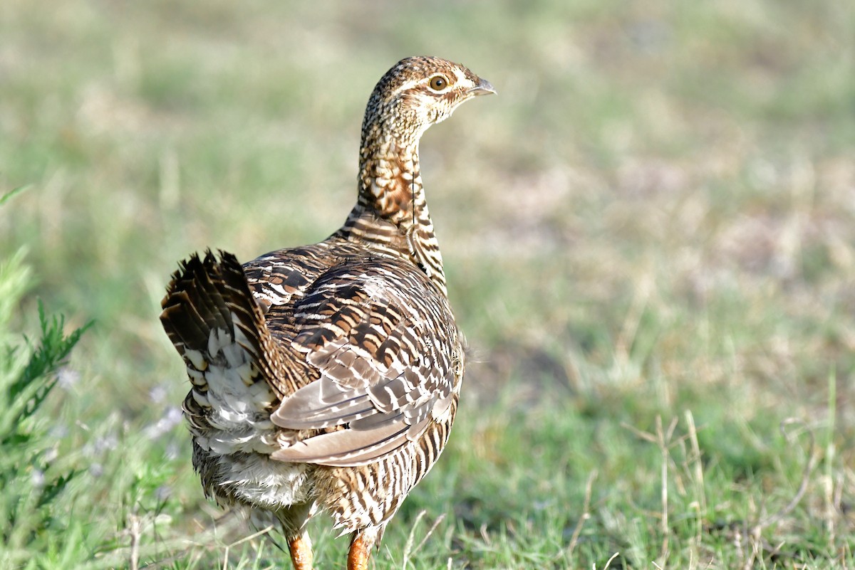 Greater Prairie-Chicken (Attwater's) - ML254728141