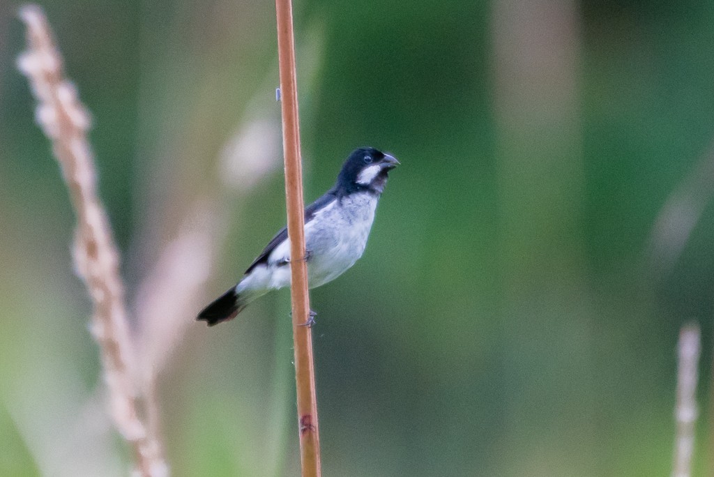 Lined Seedeater - Roberto Dall Agnol