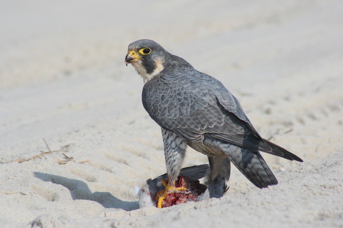 Peregrine Falcon - Brendan Fogarty